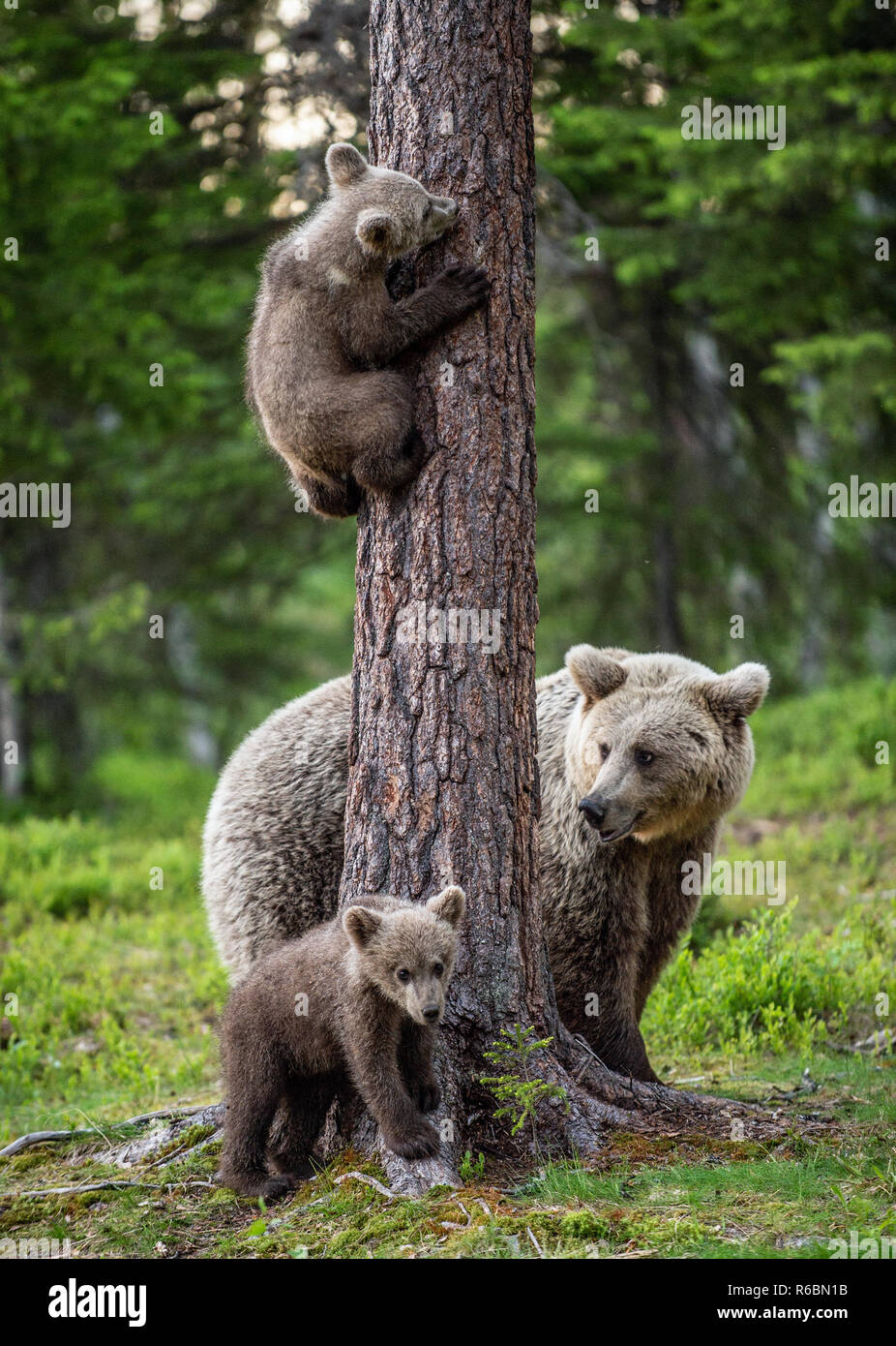 Brown bear cubs climbs a tree. She-bear and cubs in the summer forest ...