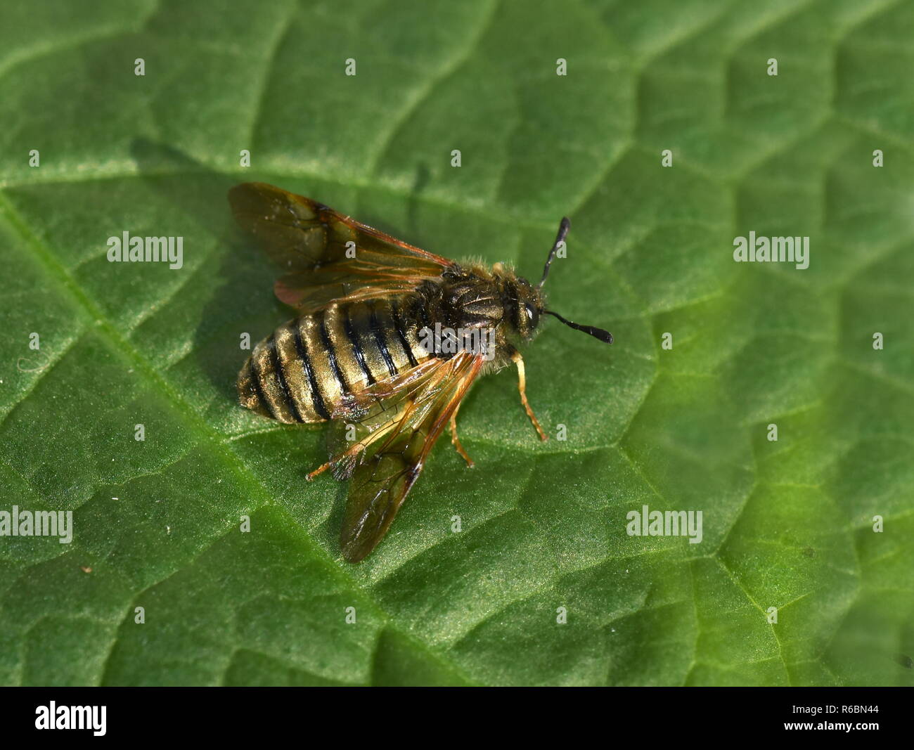 The gold and black striped sawfly Abia lonicerae sitting on a leaf Stock Photo