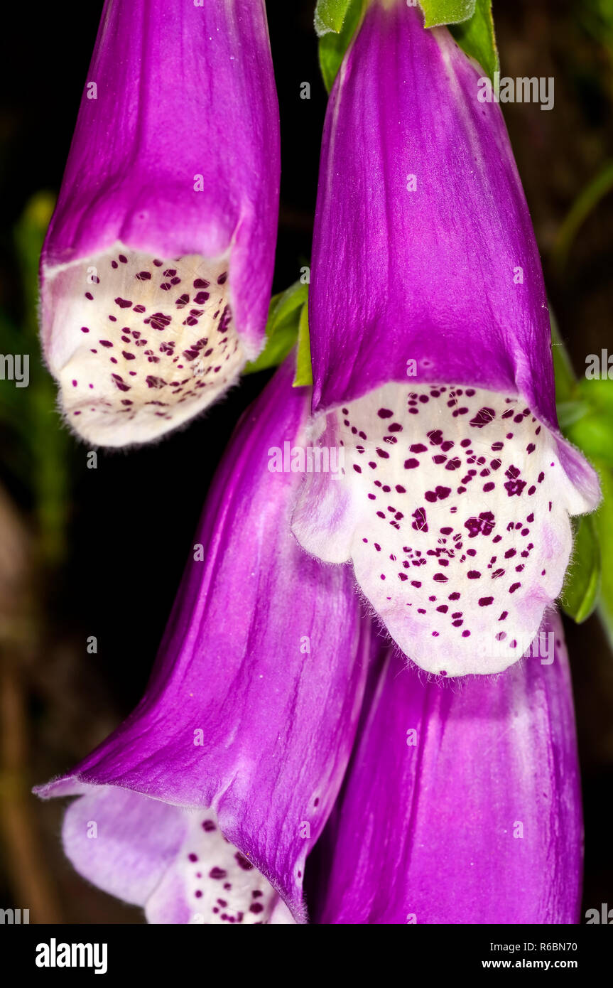 Purple Foxglove, Medicine Plant Stock Photo - Alamy