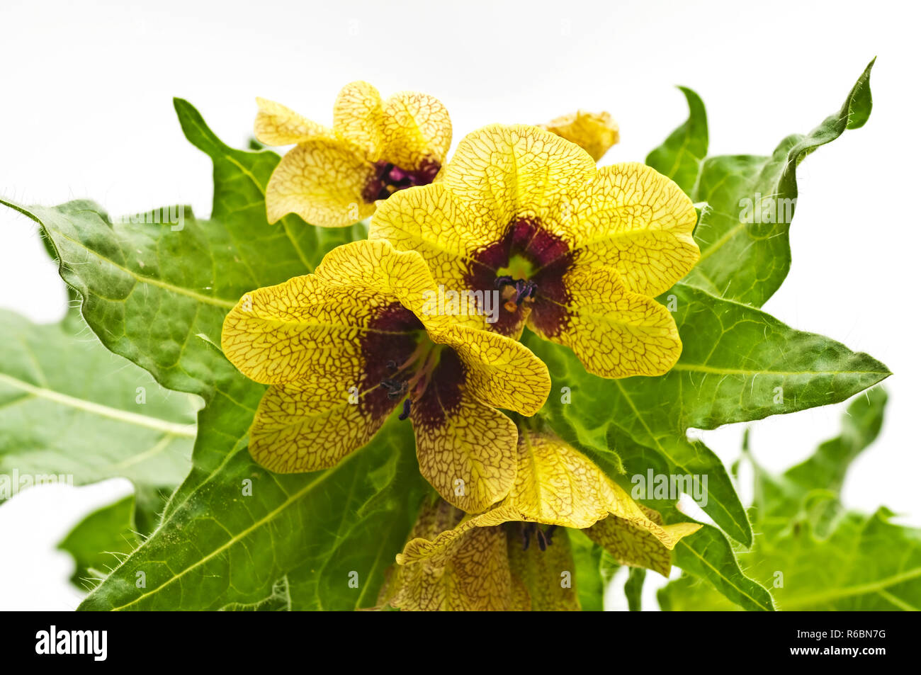 Black Henbane, Medieval Medicine Plant Stock Photo - Alamy