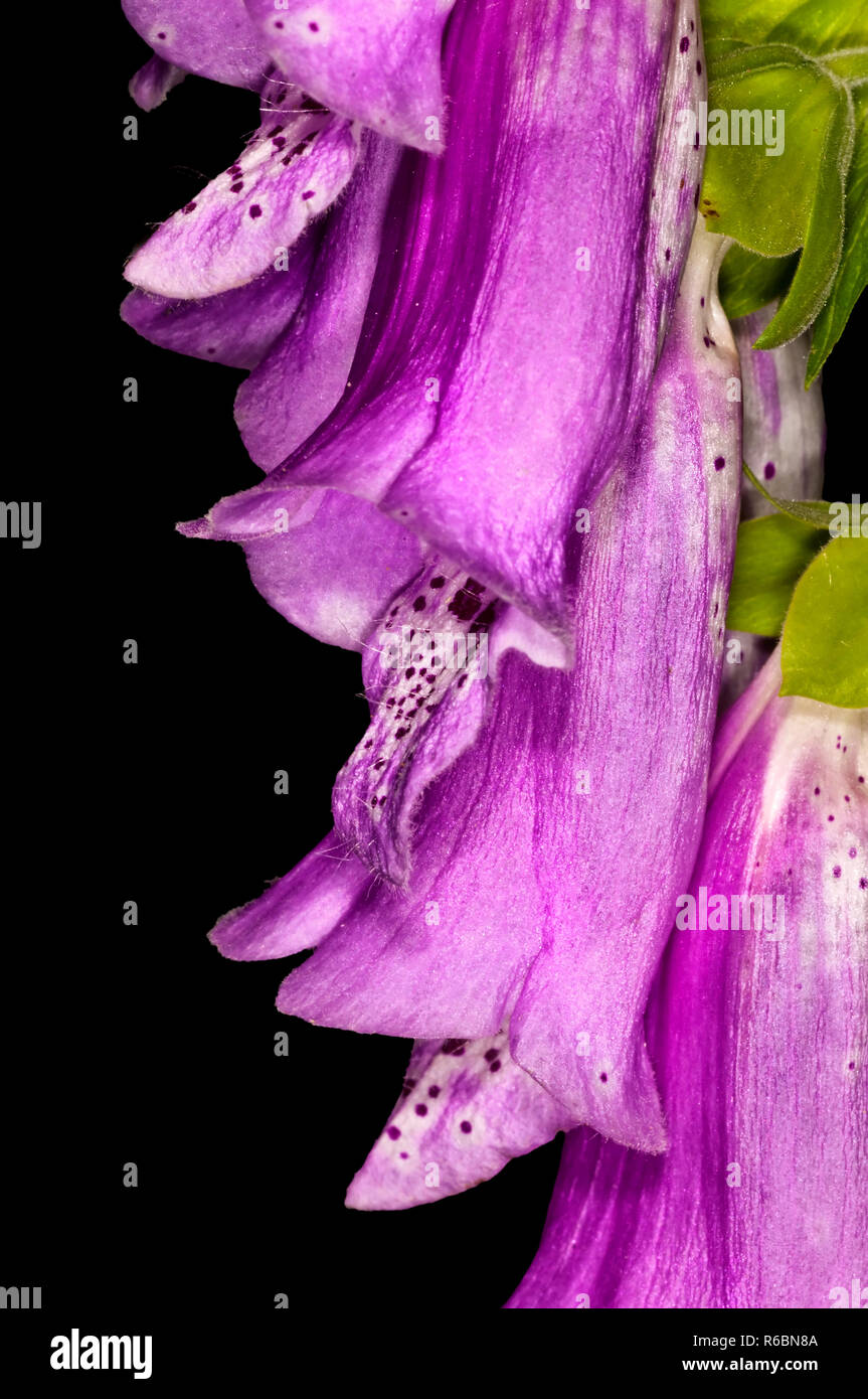 Purple Foxglove, Medicine Plant Stock Photo - Alamy