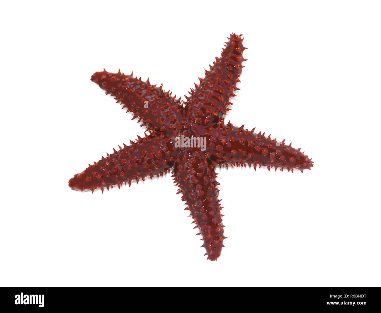 The orange knobby starf Echinaster echinophorus isolated on white background Stock Photo