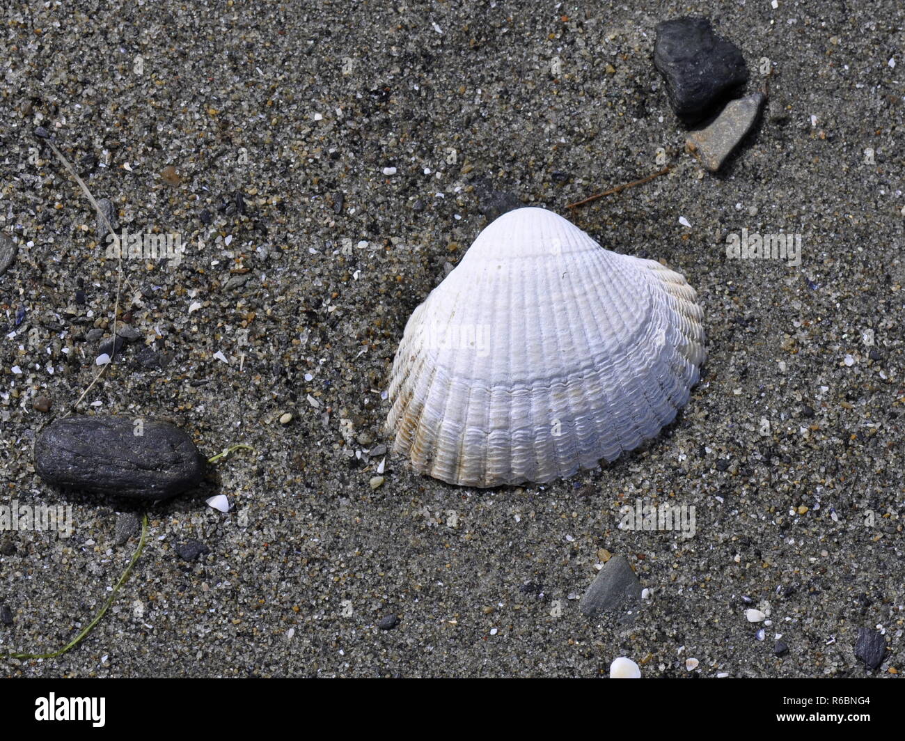 White cockle laying on a sandy beach Stock Photo