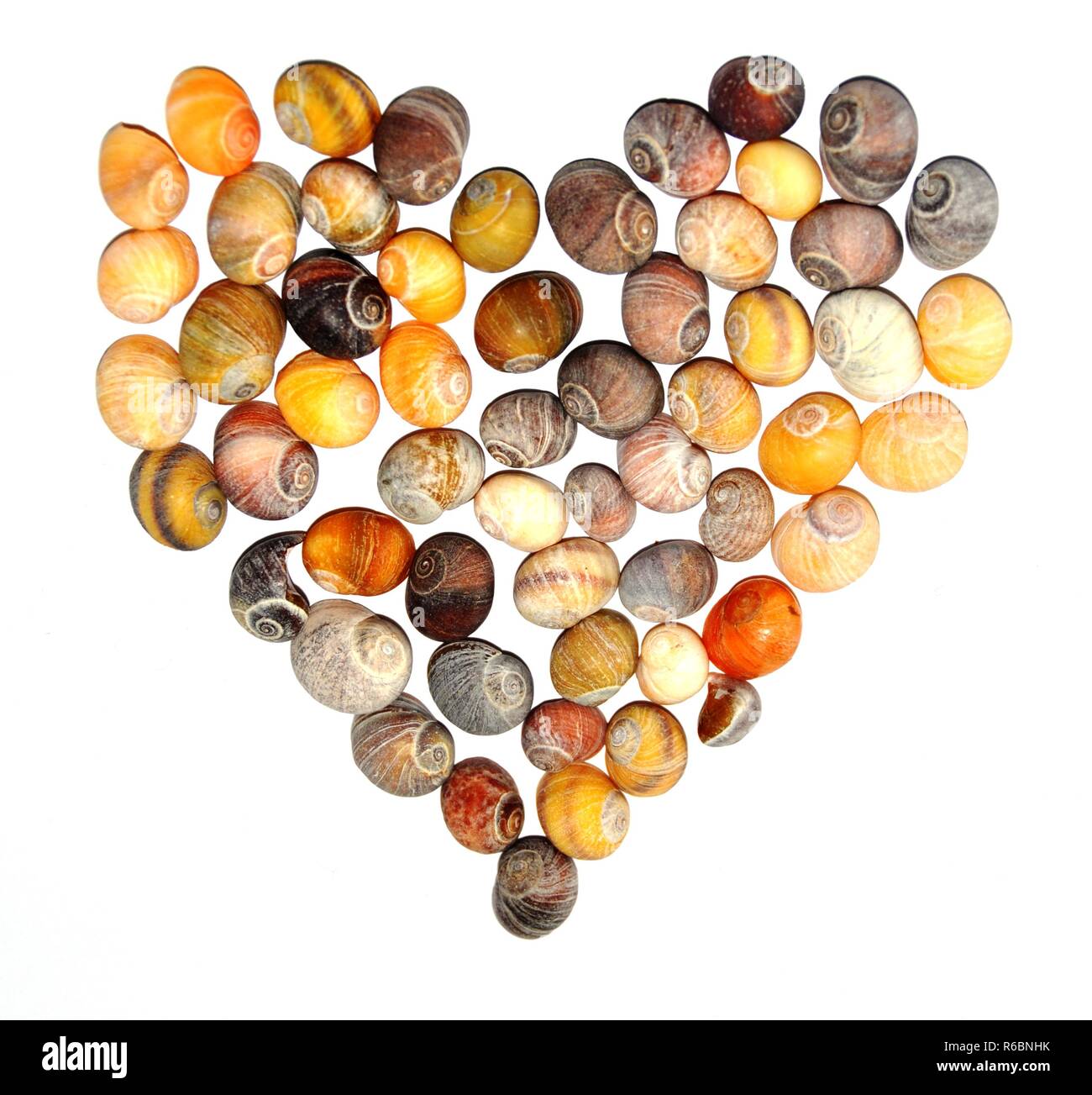 Heartshaped decoration made from flat periwinkle seashell Littorina obtusata Stock Photo