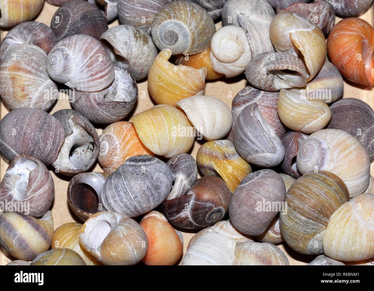 The flat periwinkle seashell Littorina obtusata Stock Photo