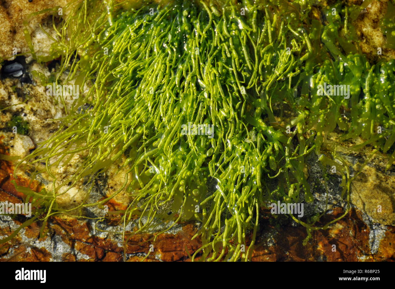 The green algae gutweed Ulva intestinalis Stock Photo