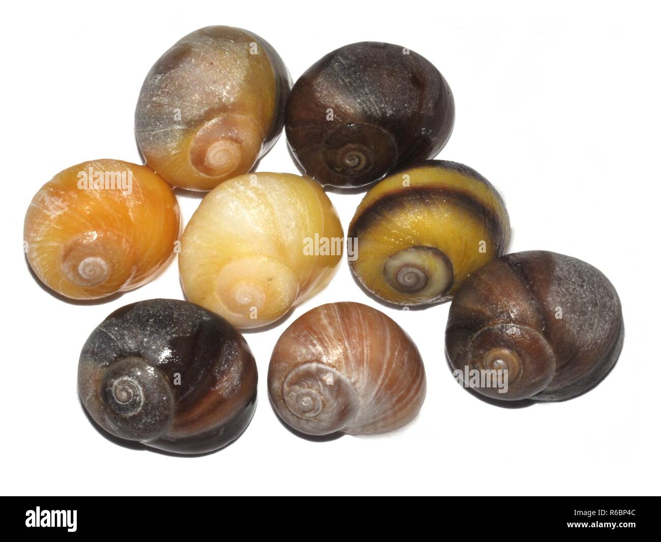 Flat periwinkle Littorina obtusata in different colors isolated on white background Stock Photo