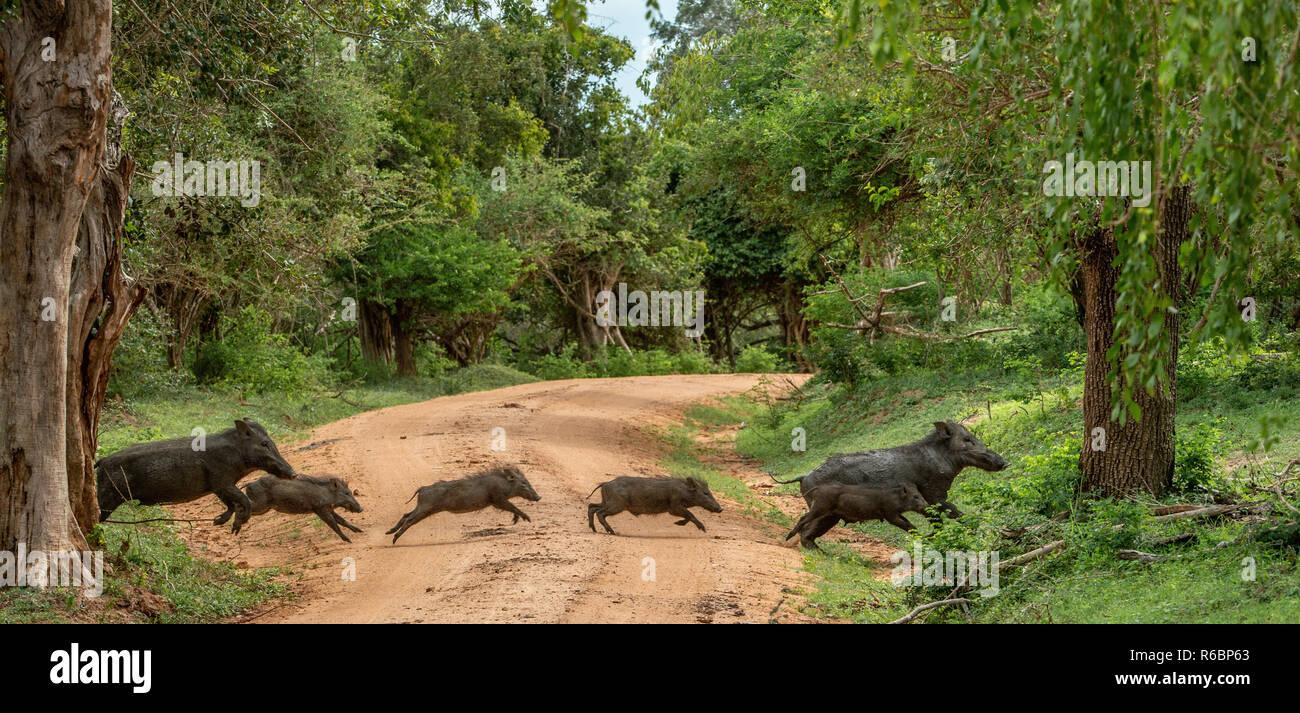 The Family of Indian boar running cross the road in the forest. Scientific name: Sus scrofa cristatus, also known as the Andamanese pig or Moupin pig. Stock Photo