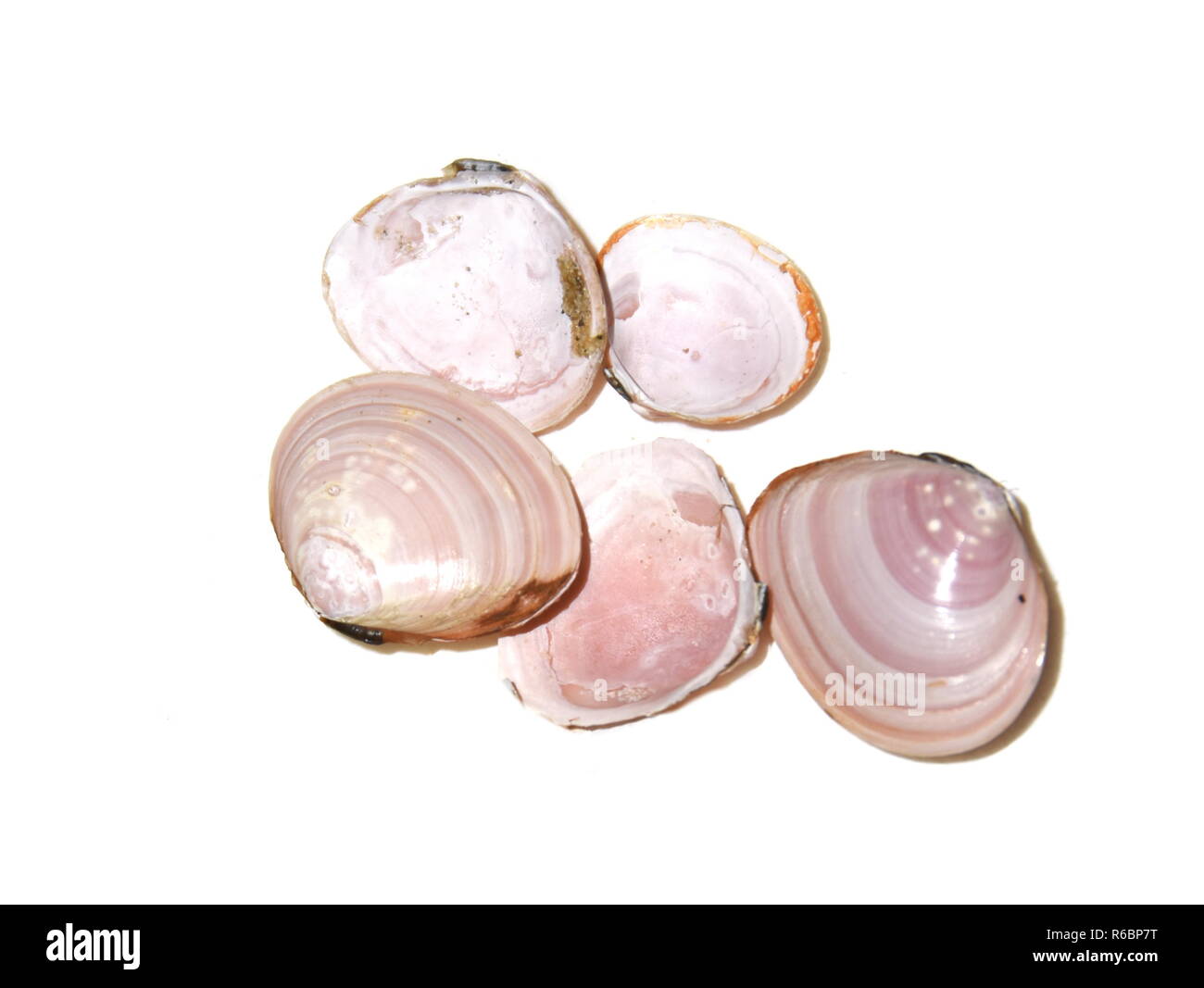 Shells from the bivalve mollusk Baltic macoma Stock Photo
