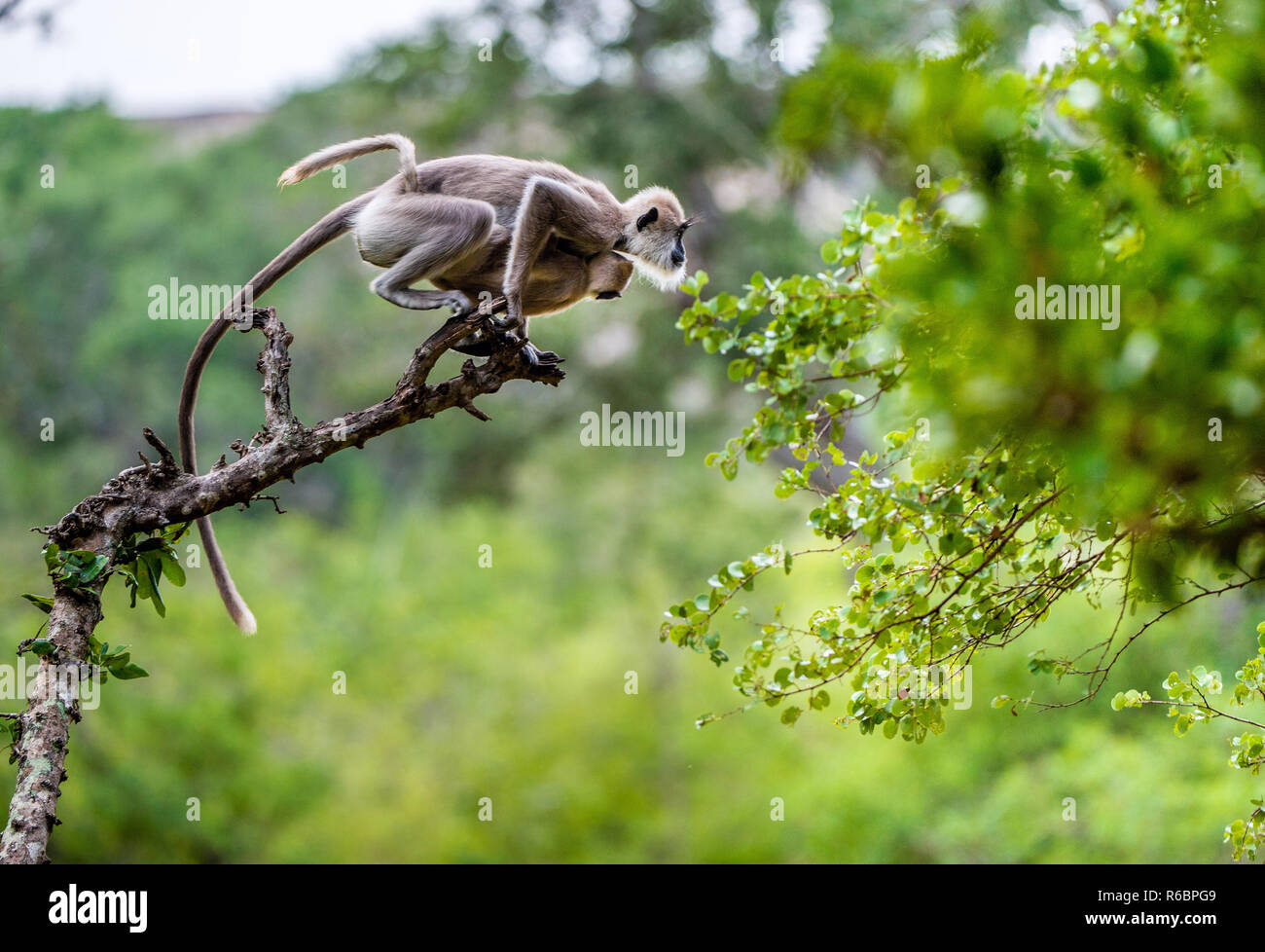 Langur with a cub jumping on a tree. Tufted gray langur (Semnopithecus priam), also known as Madras gray langur, and Coromandel sacred langur. Stock Photo