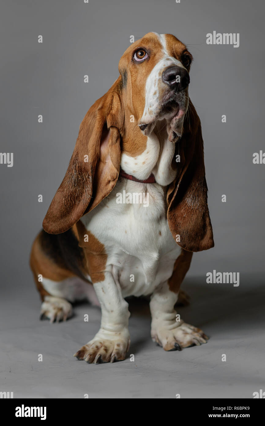 A basset hound poses in a studio with grey background. Stock Photo