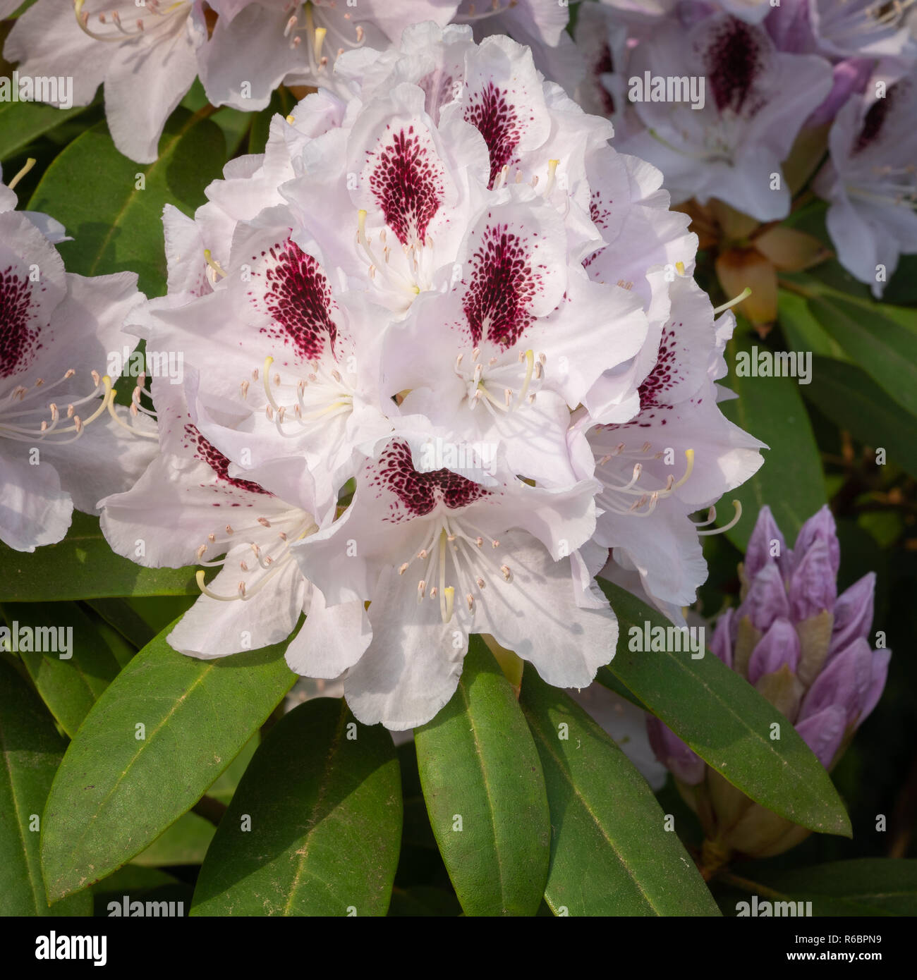 Rhododendron Hybrid Calsap, Rhododendron hybrid, close up of the flower ...