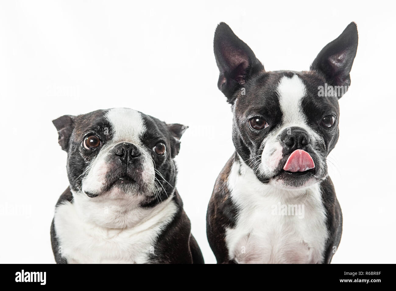 Two Boston terriers sit side by side in a studio portrait with