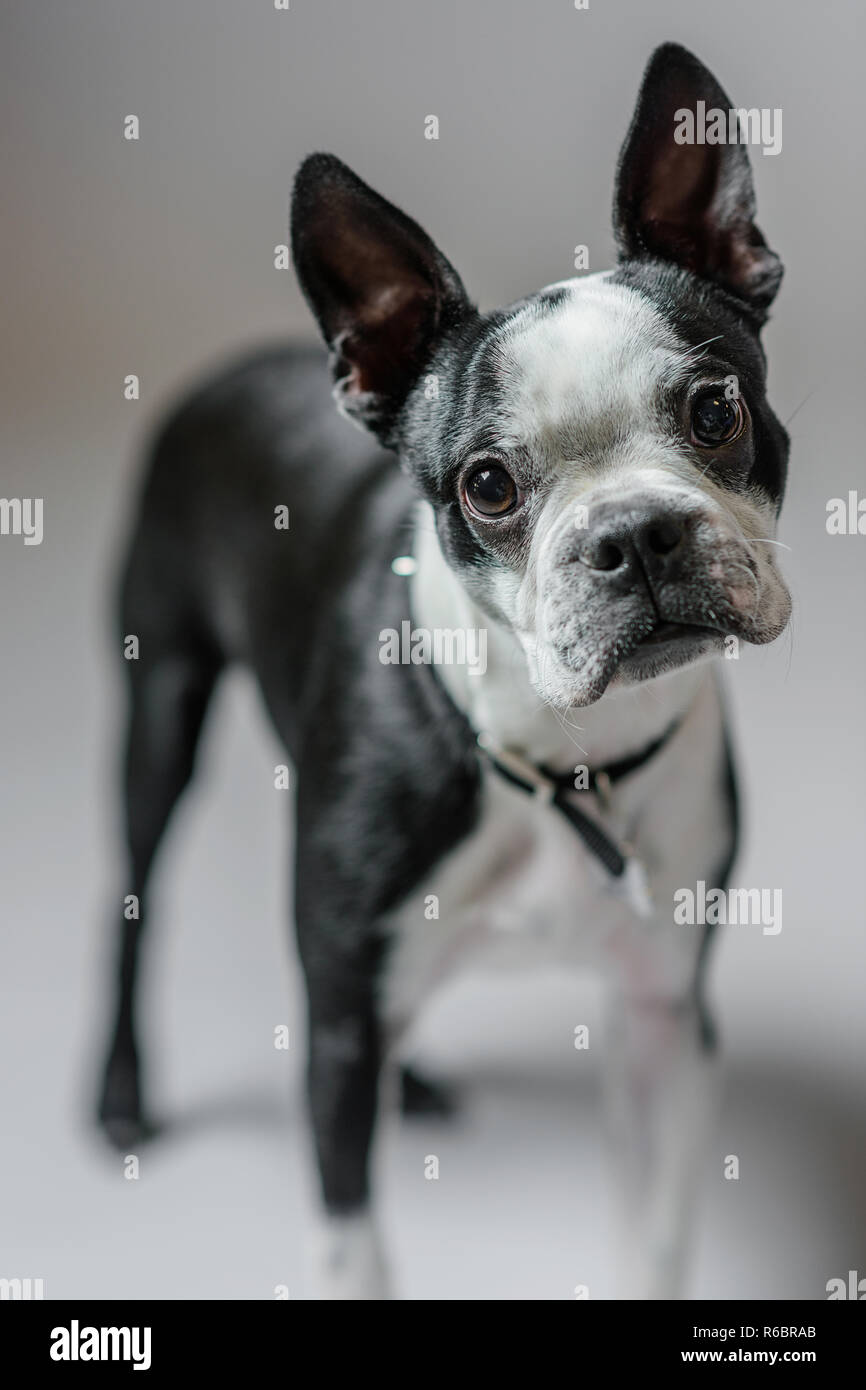 A Boston terrier poses in studio on a grey background. Stock Photo