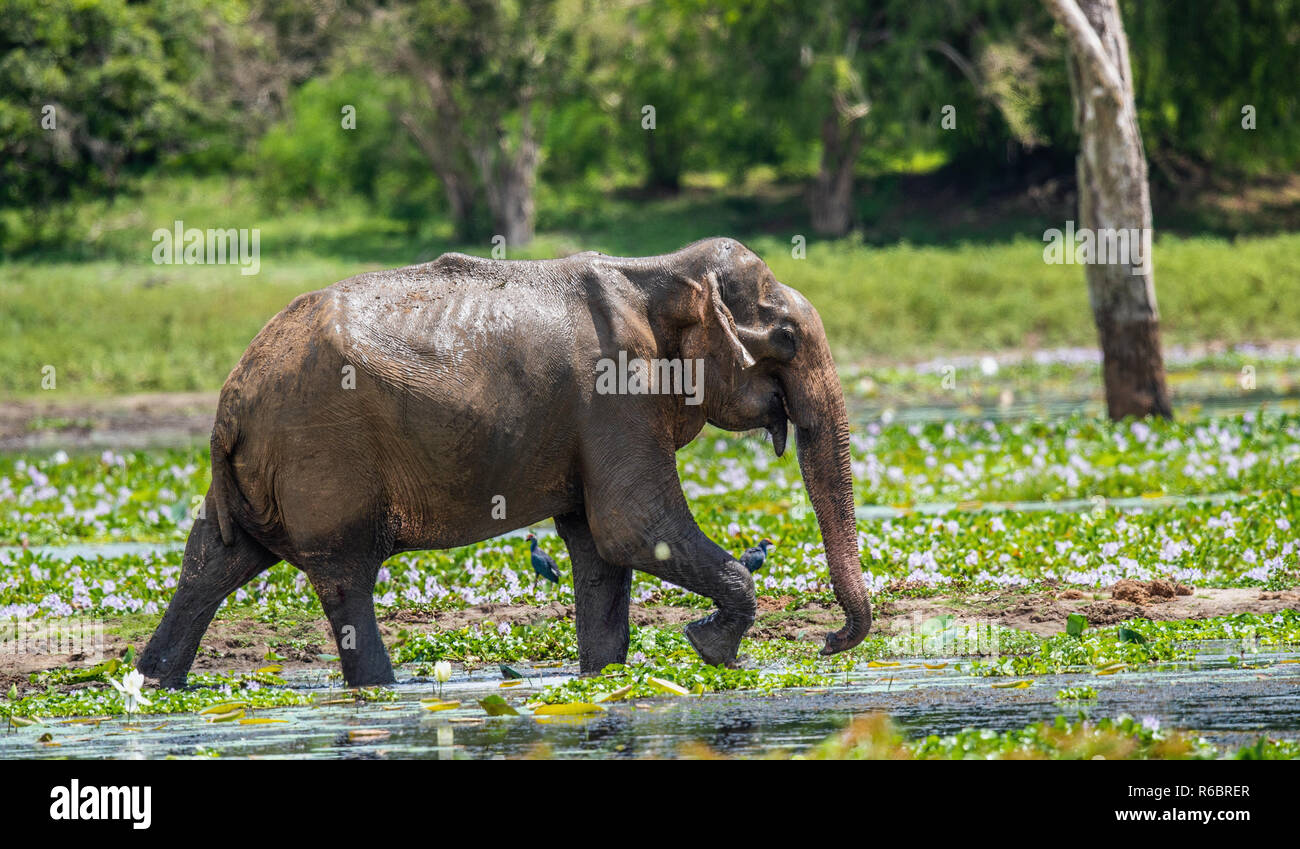 The  adult  Male of Sri Lankan elephant (Elephas maximus maximus) feeding on the swamp. Natural Habitat. Sri Lanka. Stock Photo