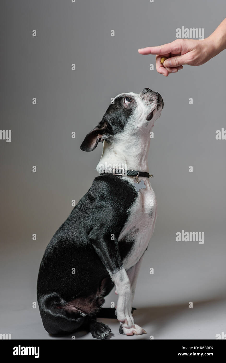 A Boston terrier waits for direction from its owner. Stock Photo