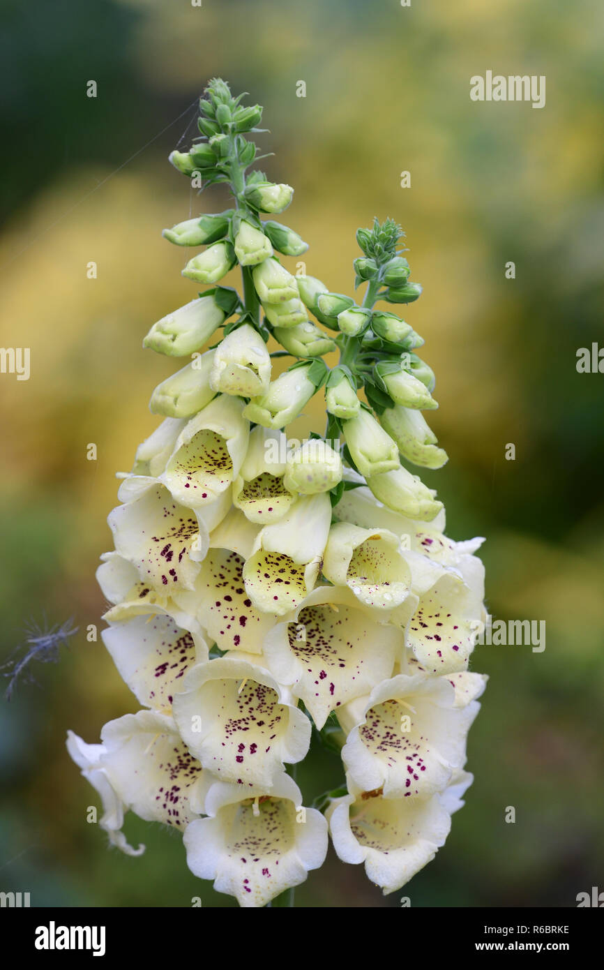 Foxglove Plant Close Up High Resolution Stock Photography And Images Alamy