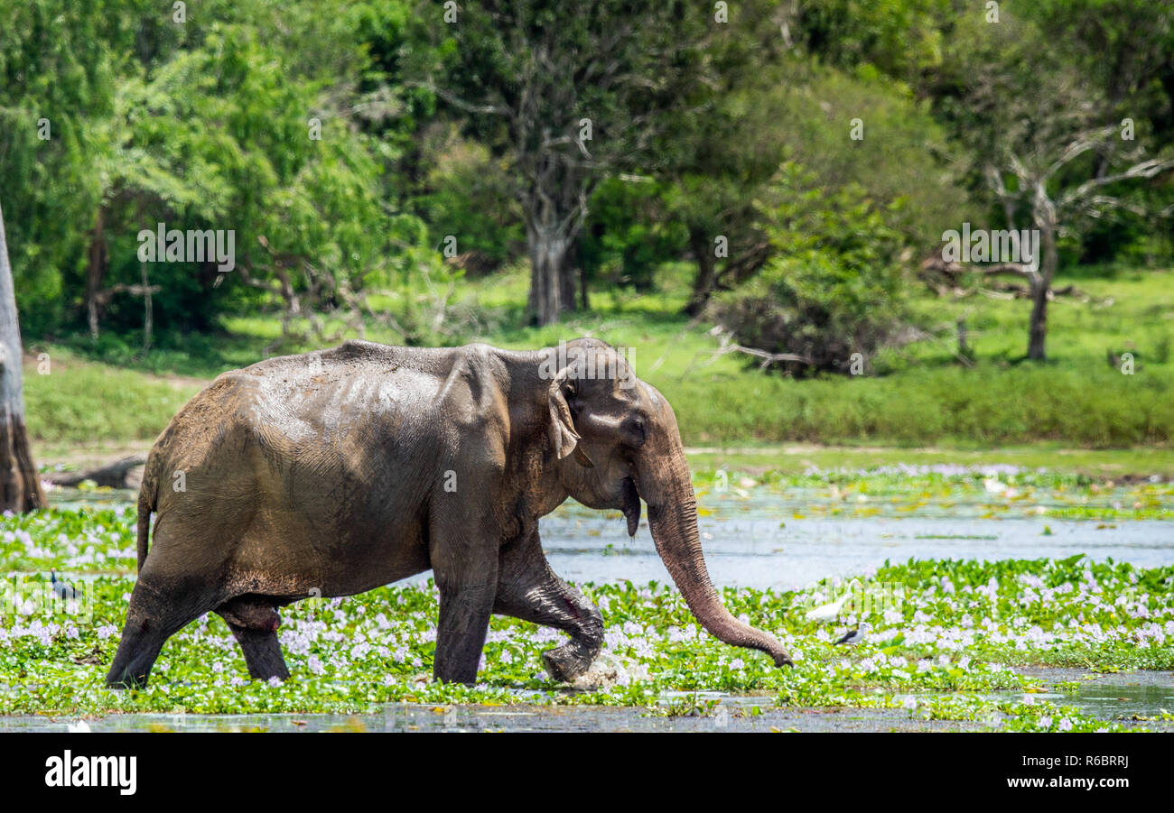 The  adult  Male of Sri Lankan elephant (Elephas maximus maximus) feeding on the swamp. Natural Habitat. Sri Lanka. Stock Photo