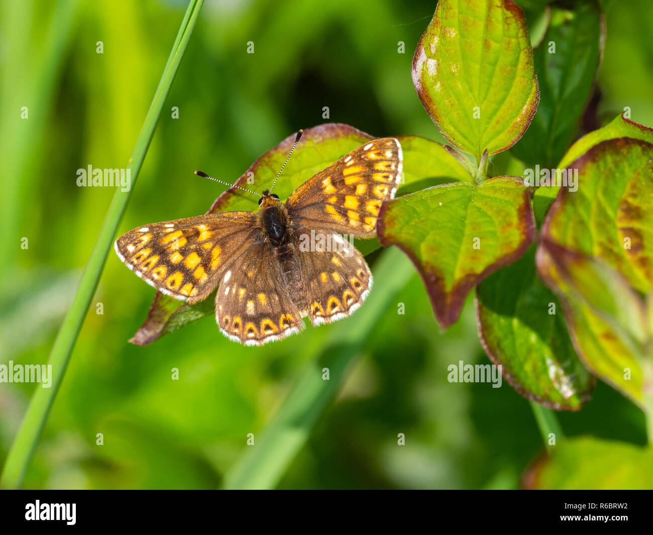 The Duke of Burgundy butterfly ( Hamearis lucina ) resting Stock Photo