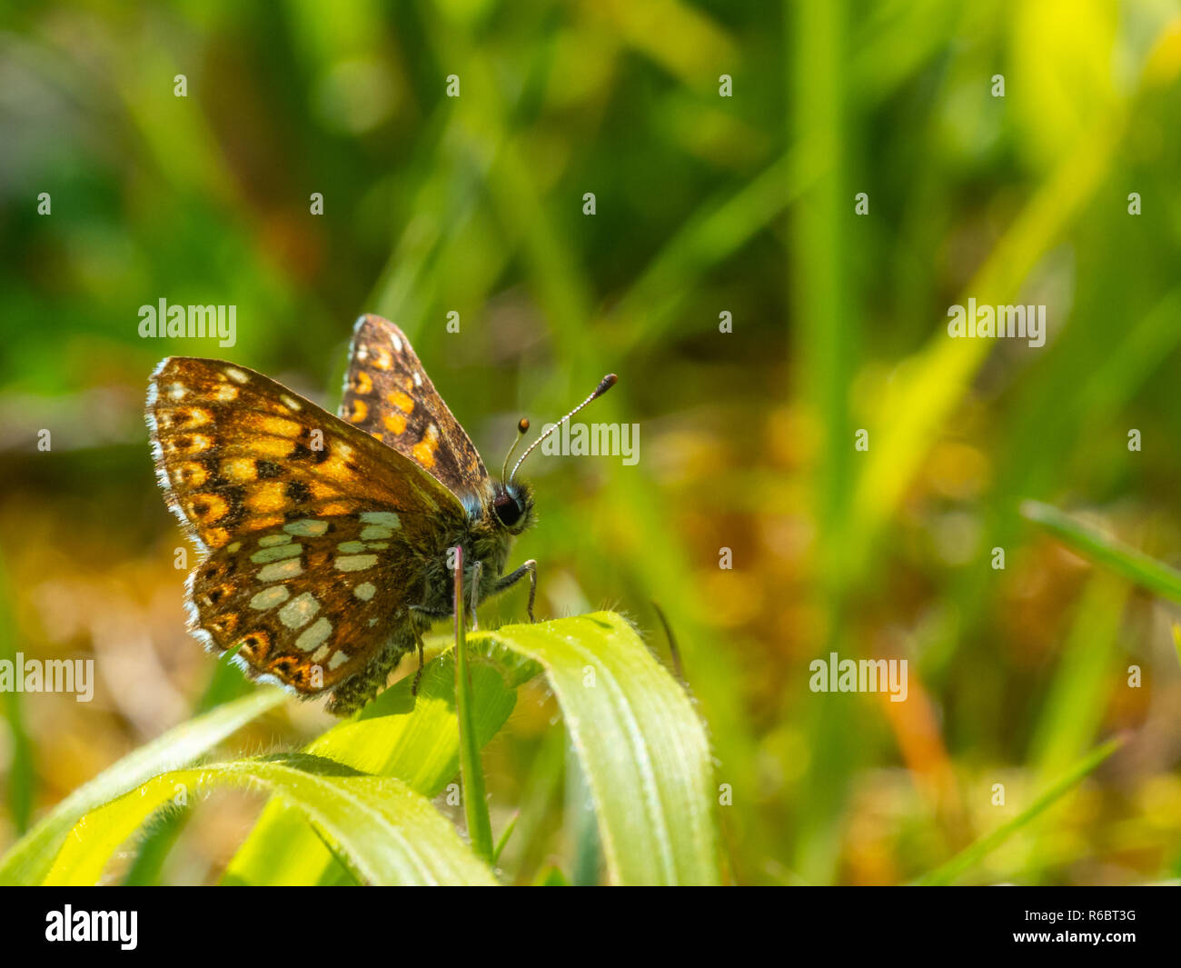 The Duke of Burgundy butterfly ( Hamearis lucina ) resting Stock Photo