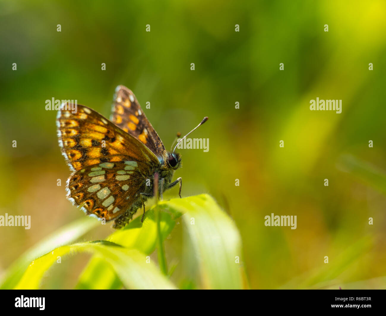 The Duke of Burgundy butterfly ( Hamearis lucina ) resting Stock Photo