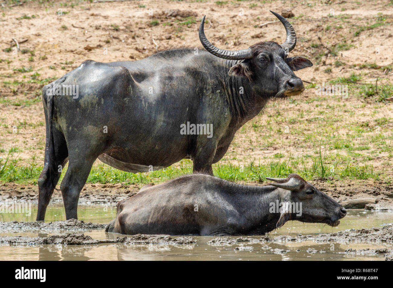 Water buffalos. Male  and female of water buffalos bathing in the pond in Sri Lanka. The Sri Lanka wild water buffalo (Bubalus arnee migona). Sri Lank Stock Photo