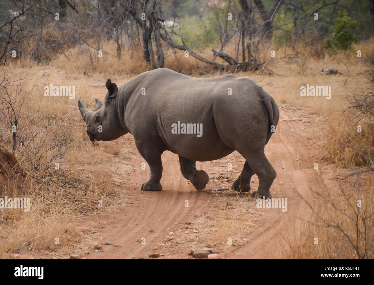 rhino crossing dirt road in game preserve Stock Photo
