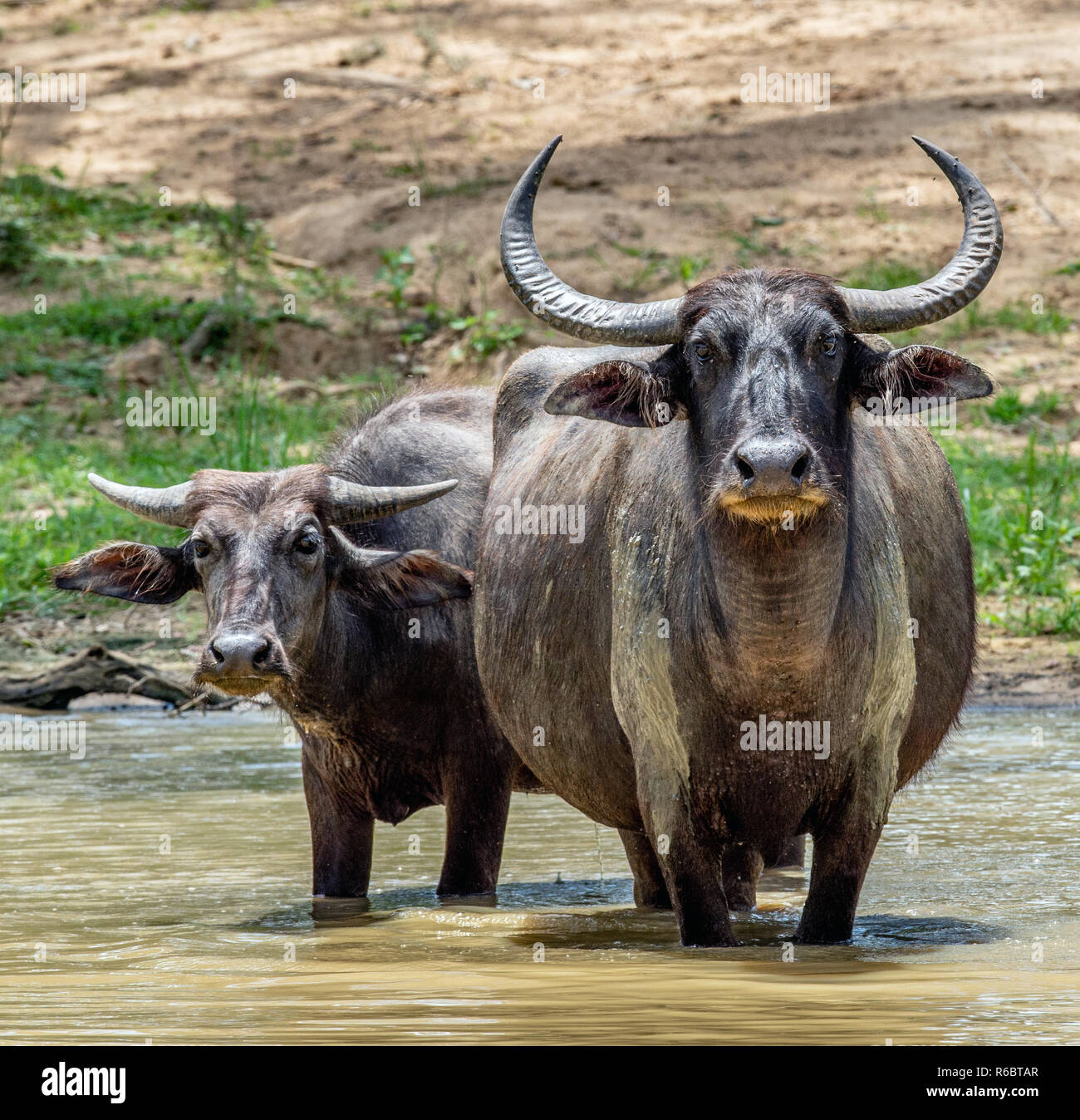 Water buffalos. Male  and female of water buffalos bathing in the pond in Sri Lanka. The Sri Lanka wild water buffalo (Bubalus arnee migona). Sri Lank Stock Photo