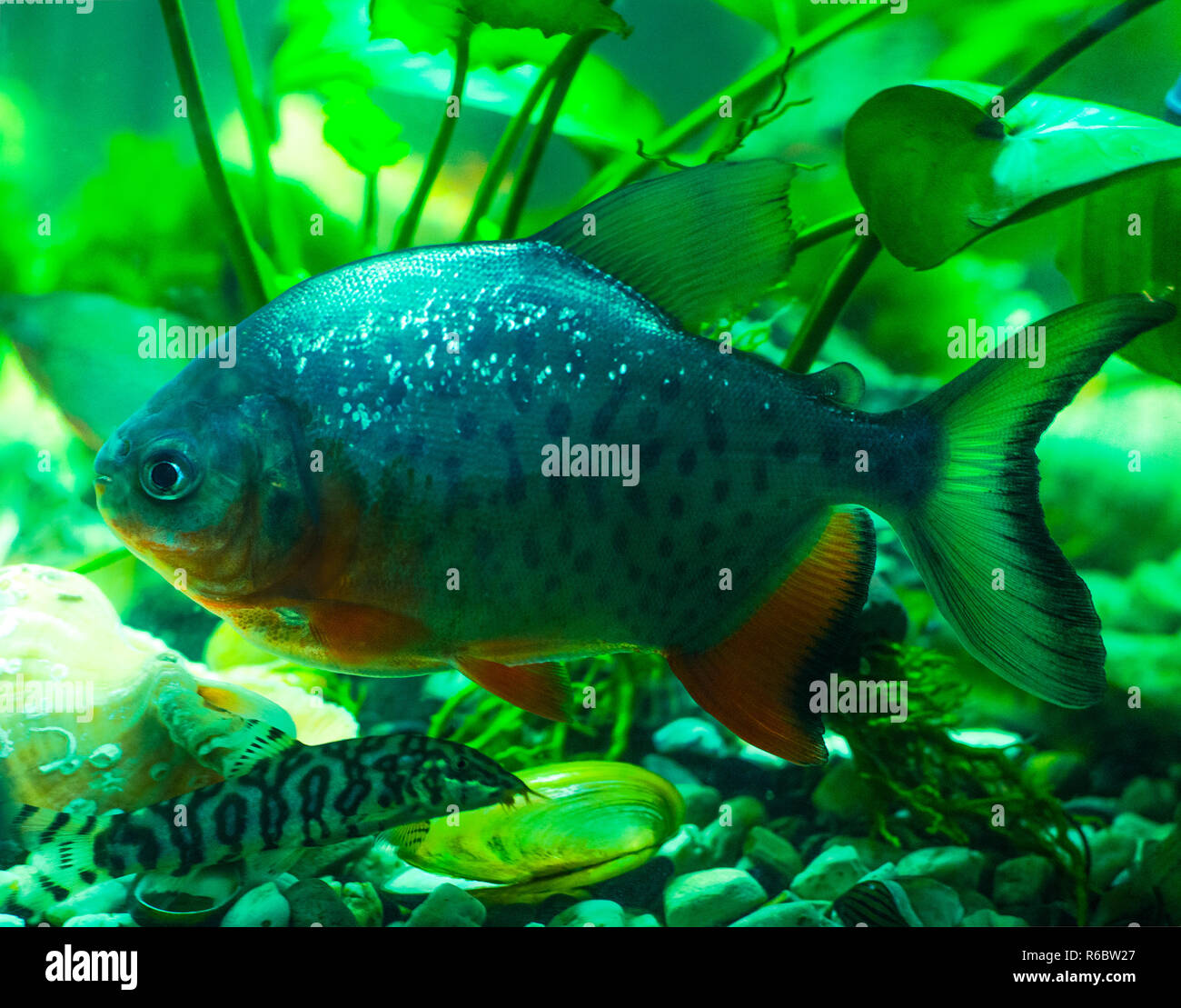 My Image 4