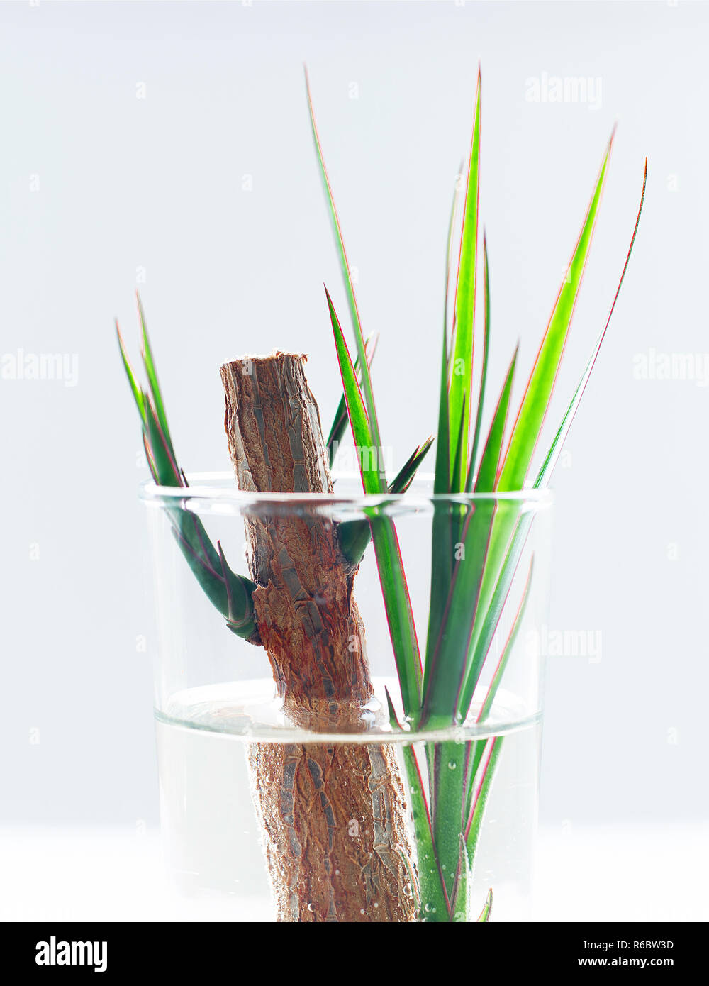Dracaena Marginata, sprouts in water Stock Photo - Alamy