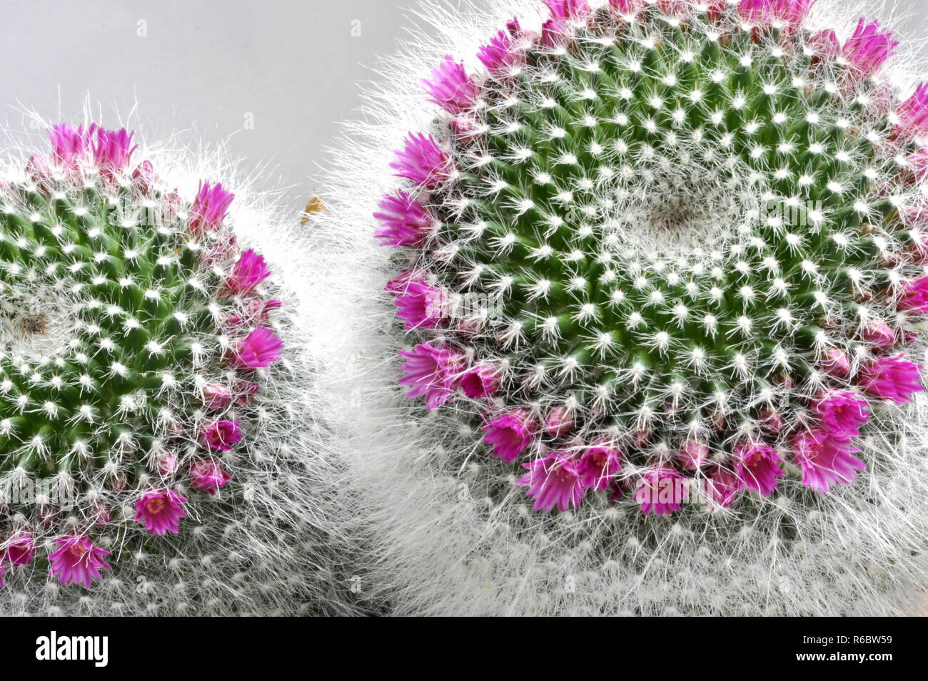 Flowering pink barrel cactus Stock Photo