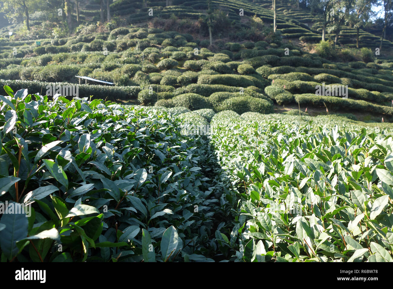 Green Chinese Longjing tea plantation Stock Photo Alamy