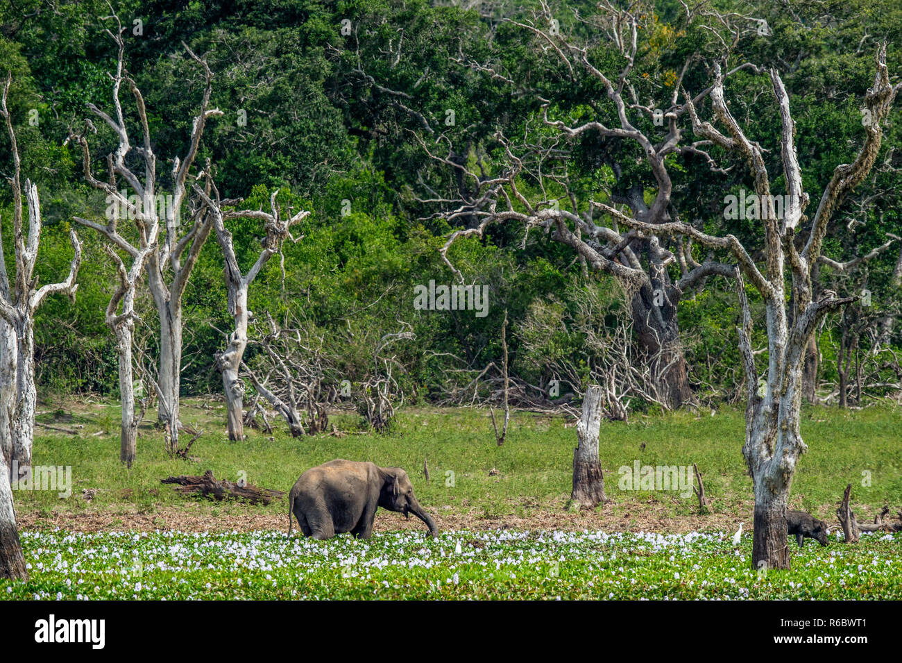 The  adult  Male of Sri Lankan elephant (Elephas maximus maximus) feeding on the swamp. Natural Habitat. Sri Lanka. Stock Photo
