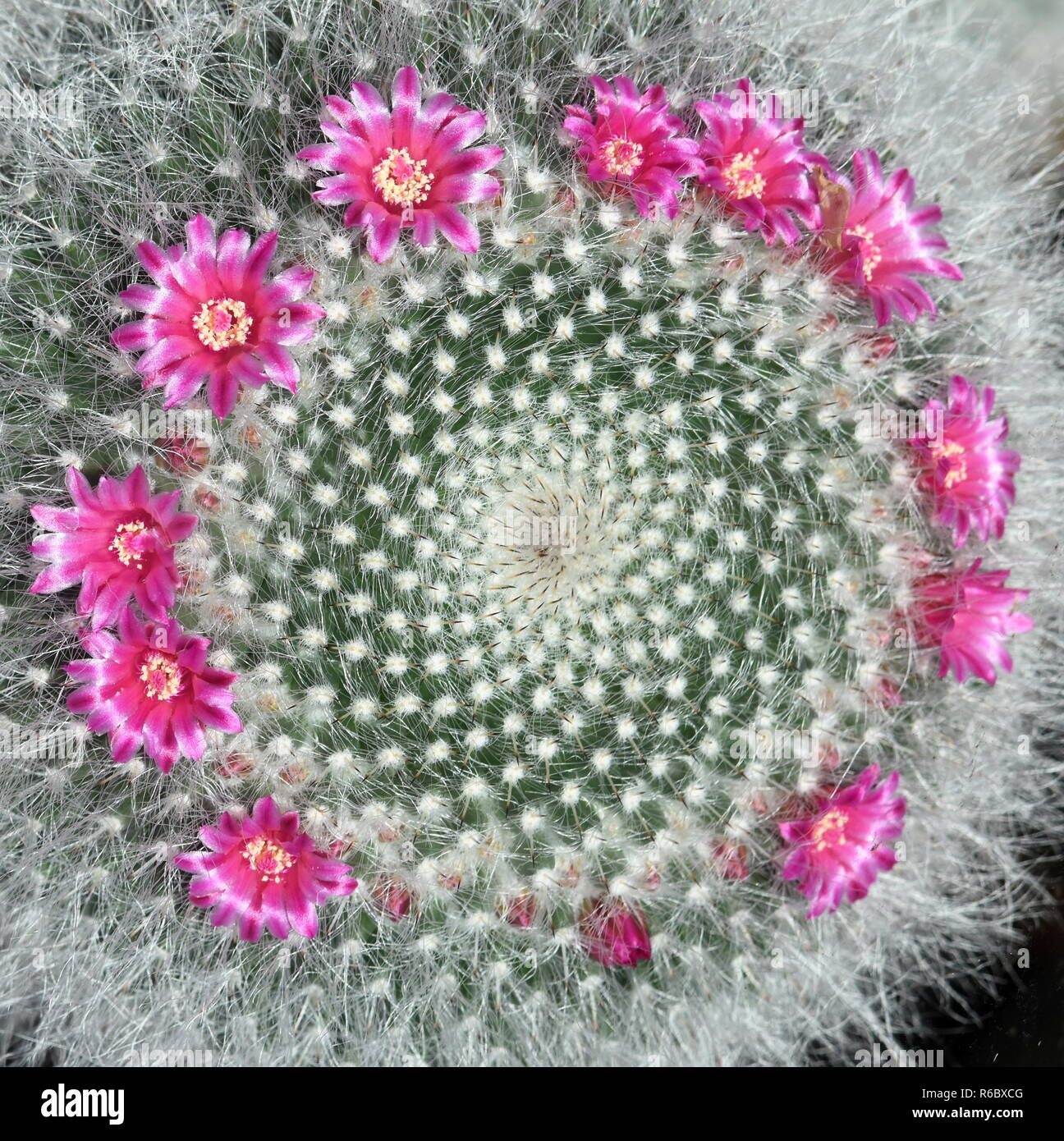 Flowering pink barrel cactus Stock Photo