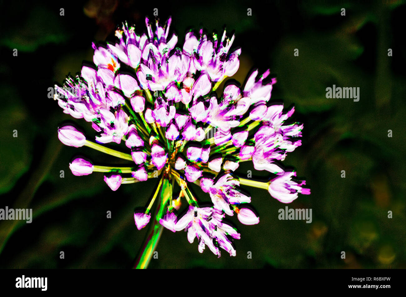 Chinese Chive Bloom Stock Photo Alamy