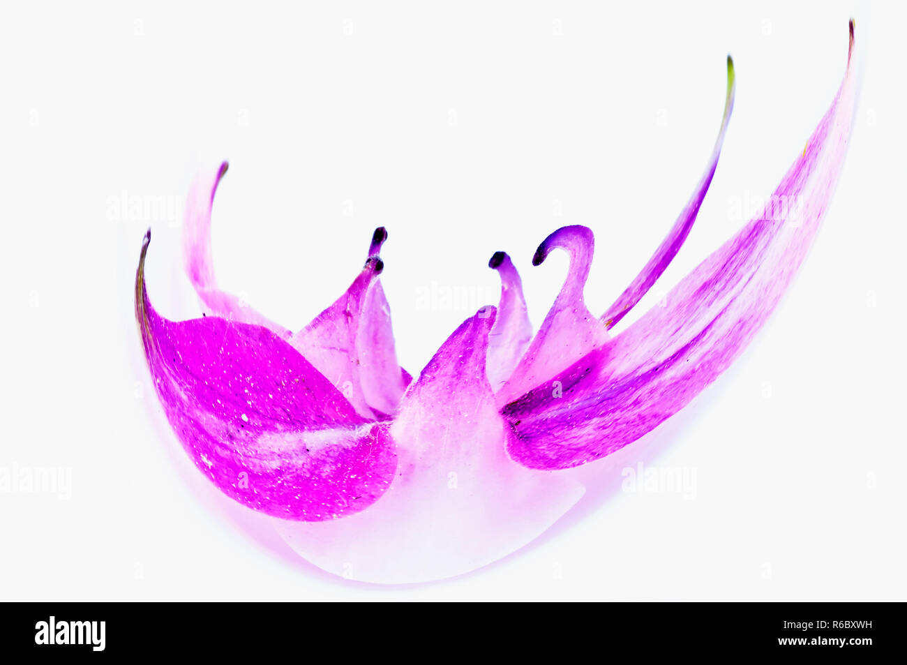 Colombine Flower, Dancing Swans Stock Photo
