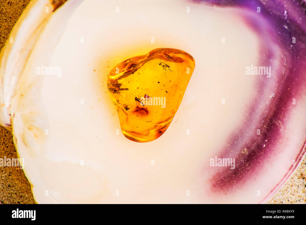 Amber With Embedded Insect Stock Photo - Alamy