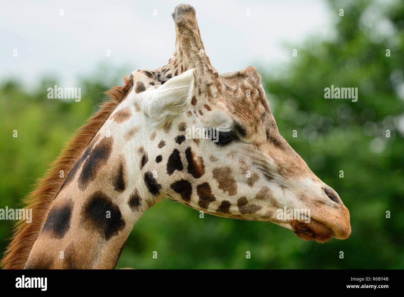 Head shot of a Rothschild's giraffe (giraffa cameloparalis rothschildi ...