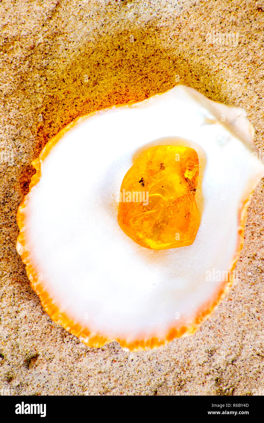 Amber With Embedded Insect Stock Photo - Alamy