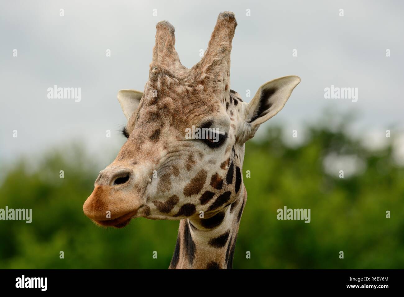 Head shot of a Rothschild's giraffe (giraffa cameloparalis rothschildi ...