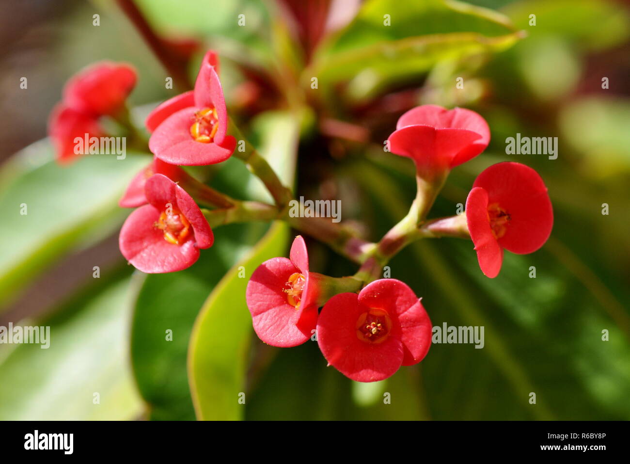 Closeup on the flowers of a Christ thorn plant Euphorbia milli Stock Photo