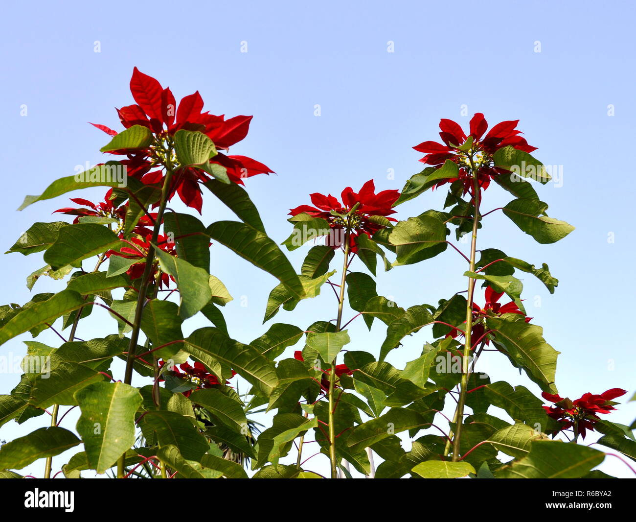 Poinsettia tree hires stock photography and images Alamy