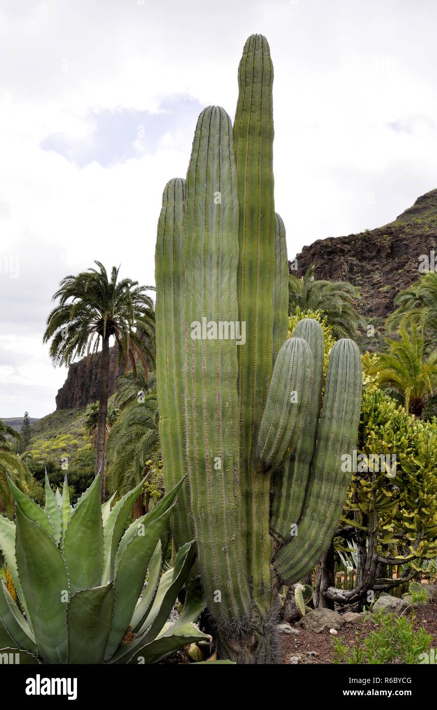 Tree-like cactus Cereus giganteus in rocky dry desert environment Stock Photo