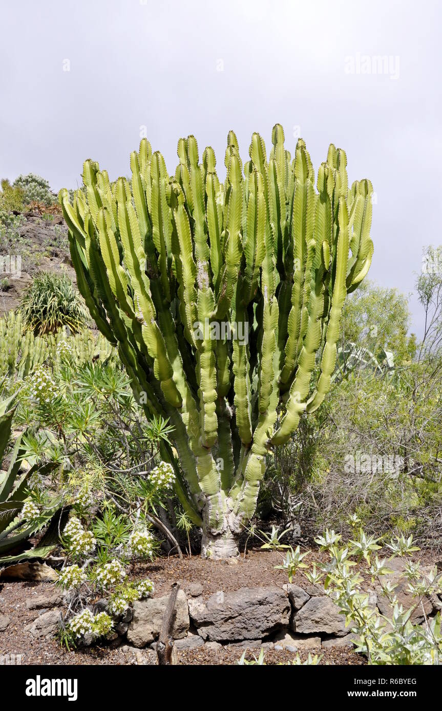Candelabra Tree Euphorbia ingens Stock Photo