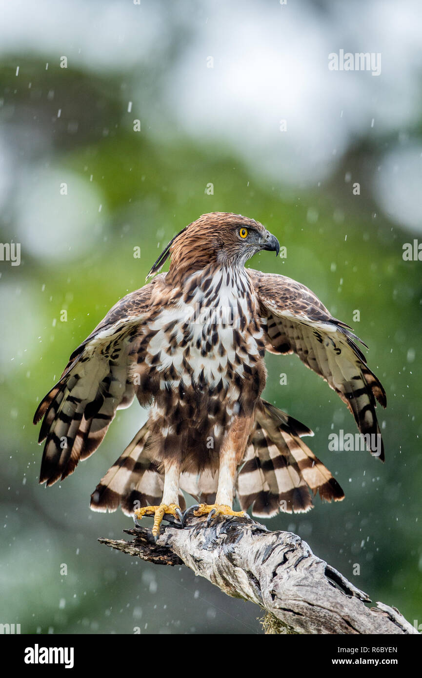 Predator bird on the tree. The changeable hawk-eagle or crested hawk ...