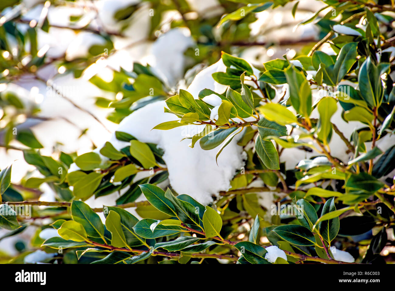 Laurel Hedge Hi Res Stock Photography And Images Alamy