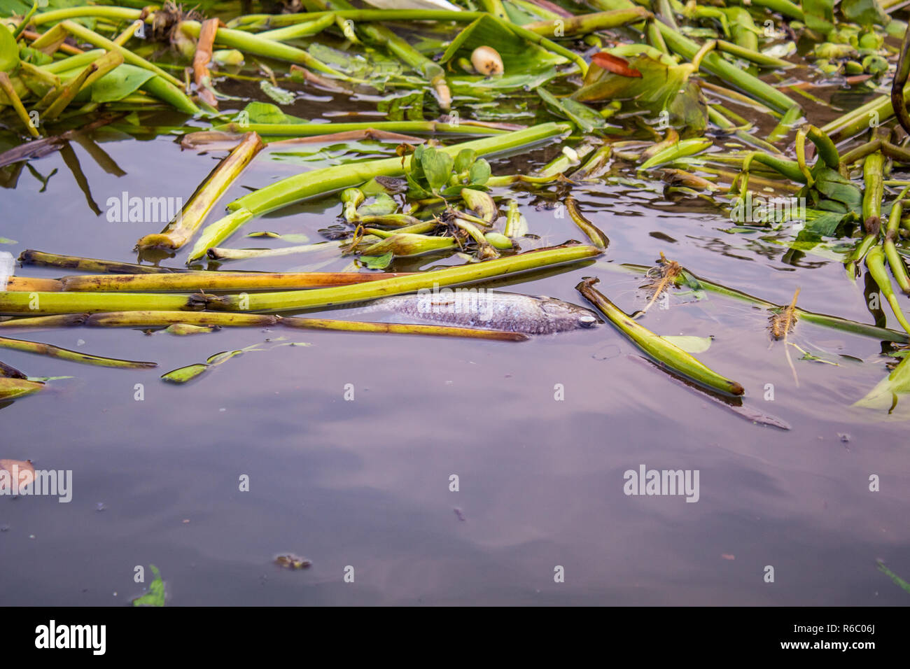 Dead fish and plants floating in water Stock Photo