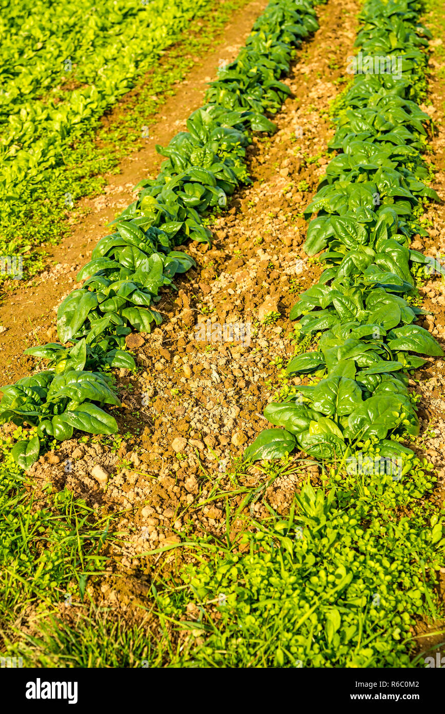 Cultivation Of Spinach Stock Photo - Alamy
