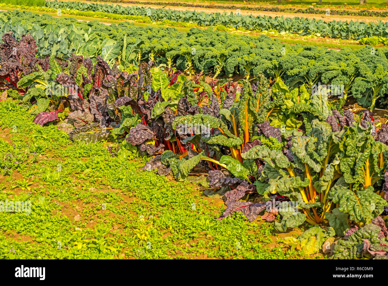 Cultivation Swiss Chard And Green Kale Stock Photo