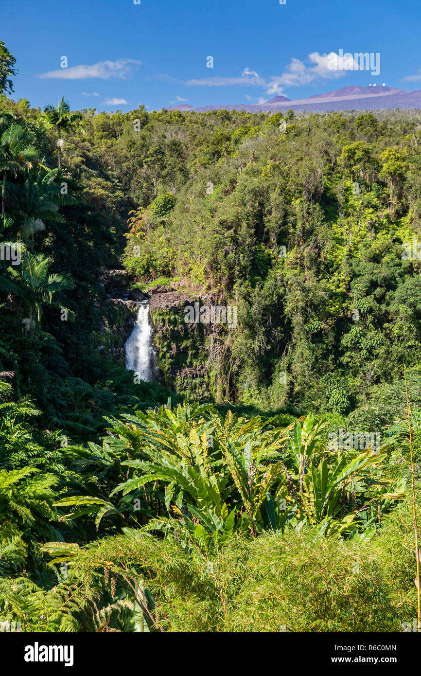 HonomÅ«, Hawaii - Akaka Falls. The dormant volcano, 13,802' Mauna Kea, and the observatories near its summit, are visible in the distance. Stock Photo